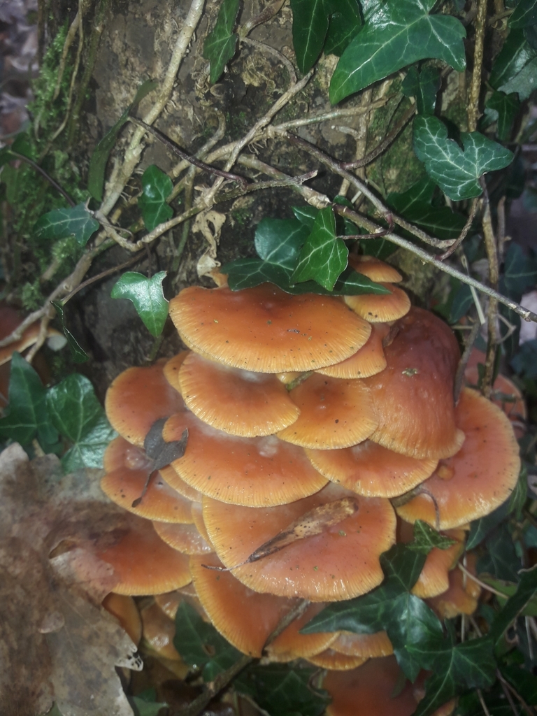 Dense cluster of wild velvet shank mushrooms with broad orange-brown caps among ivy