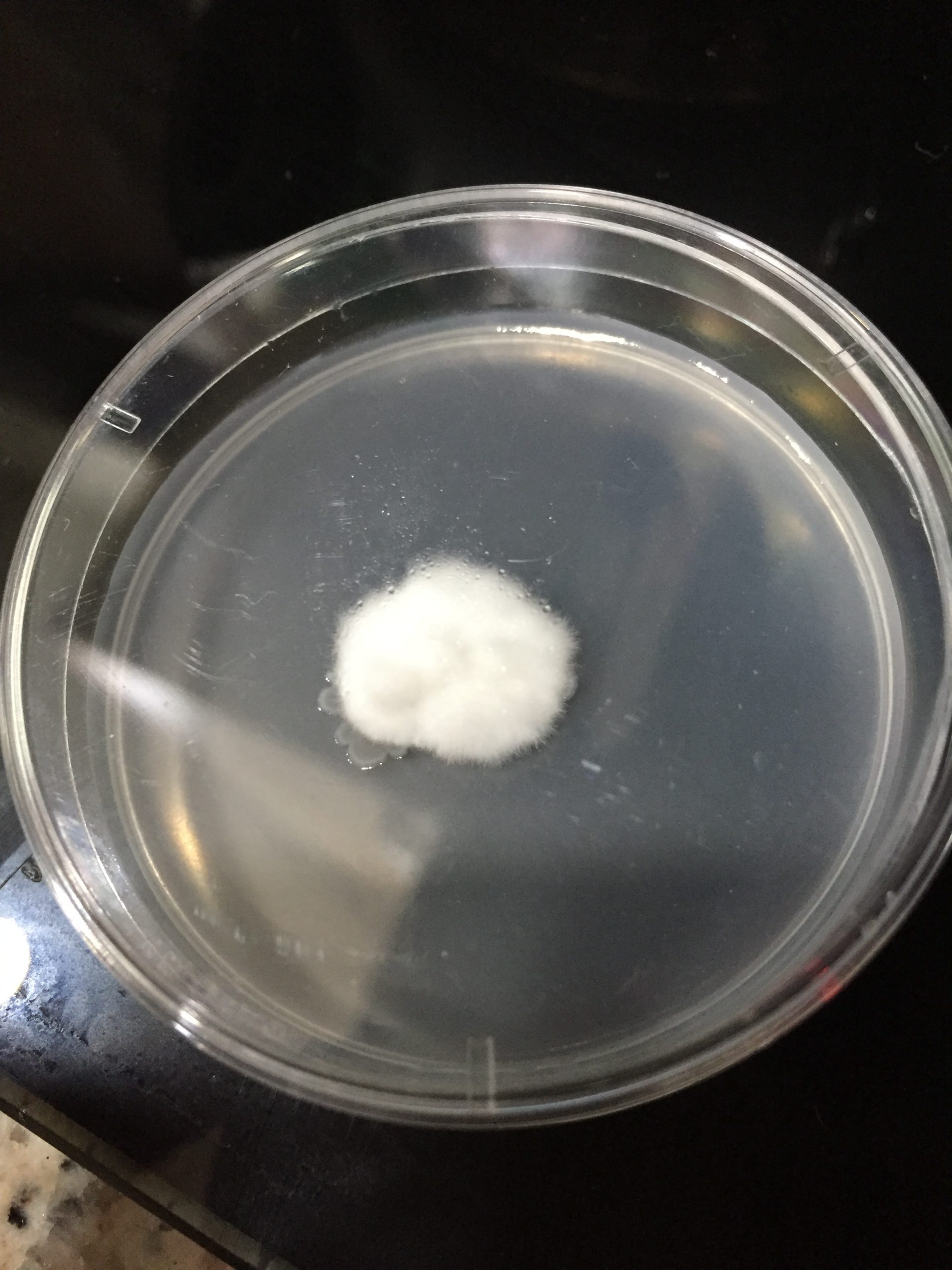 White mushroom mycelium growing across an agar plate