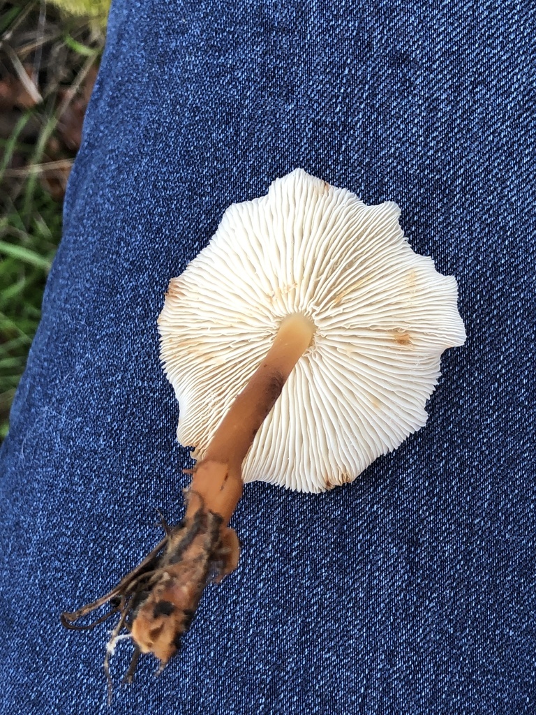 A small pale gilled mushroom held upside down, showing white gills and the whole stem including its base