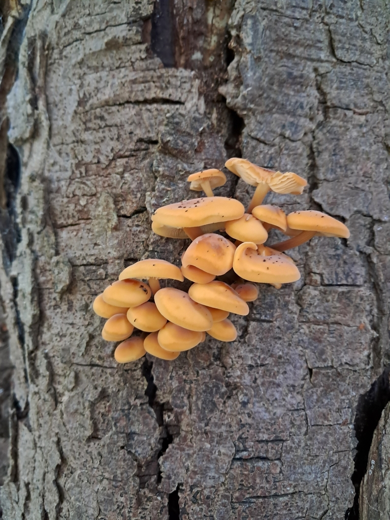 Cluster of orange, glossy-capped wild enoki (velvet shank, Flammulina) growing from tree bark