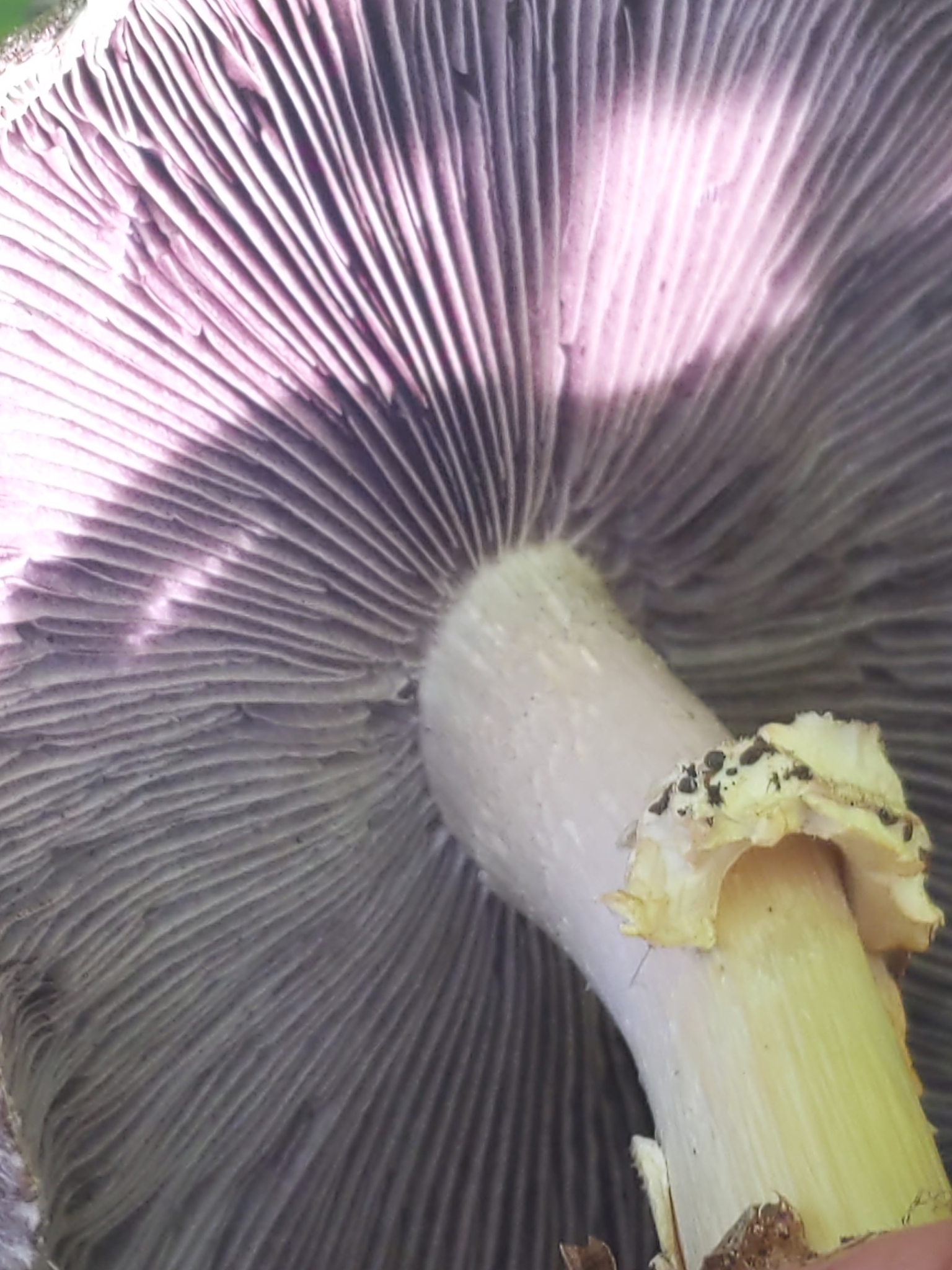 Wine cap mushroom growing outdoors among garden debris