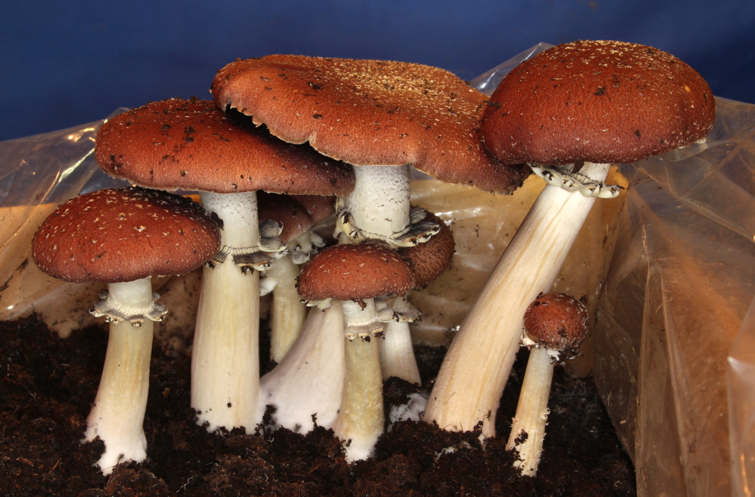 Wine cap mushrooms growing in an outdoor environment