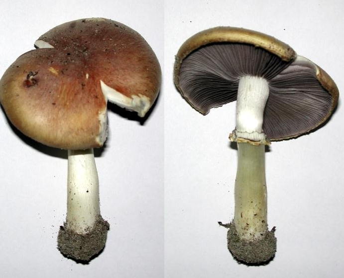 Close-up of a wine cap mushroom, Stropharia rugosoannulata