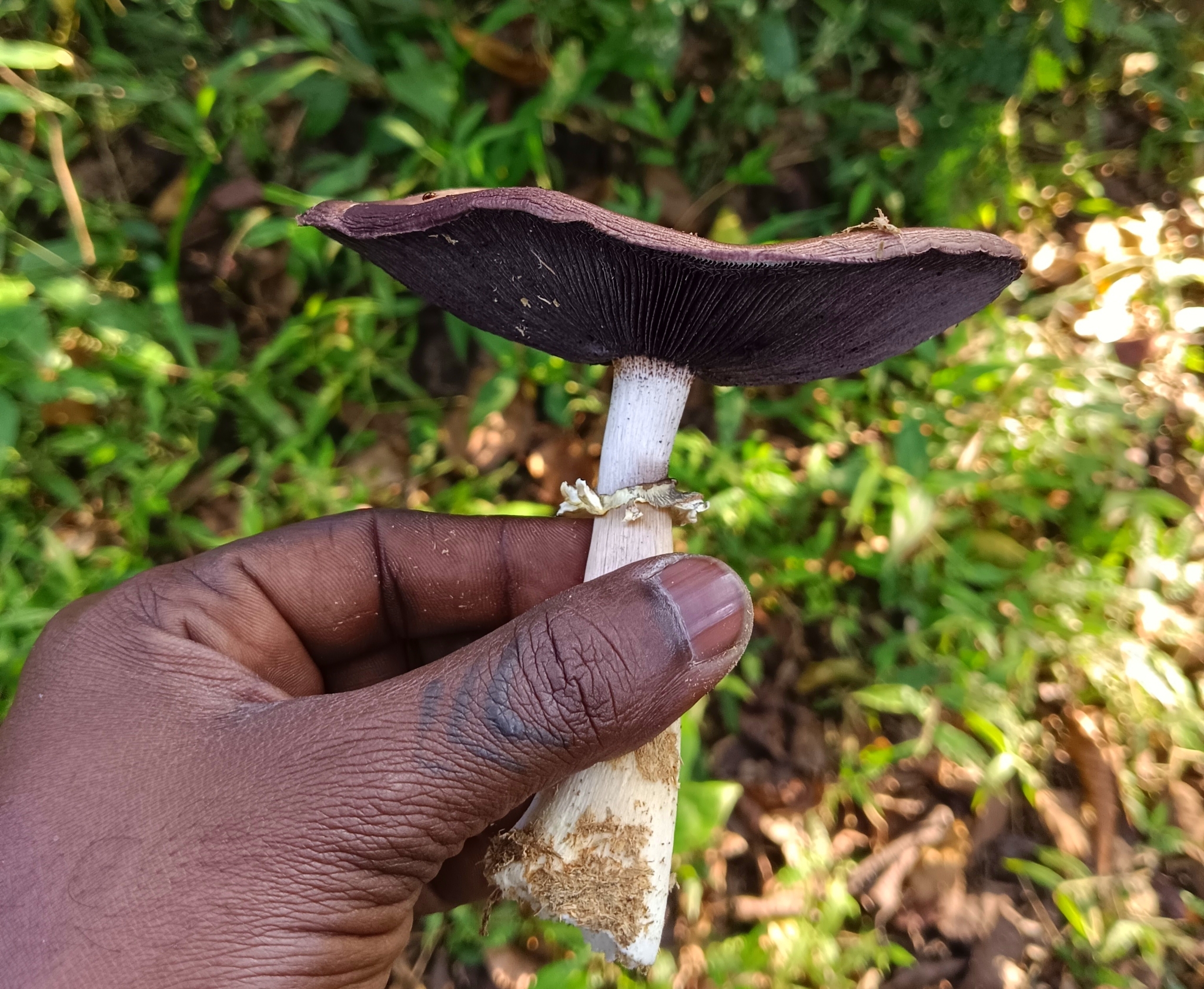 Wine cap Stropharia mushroom photographed outdoors