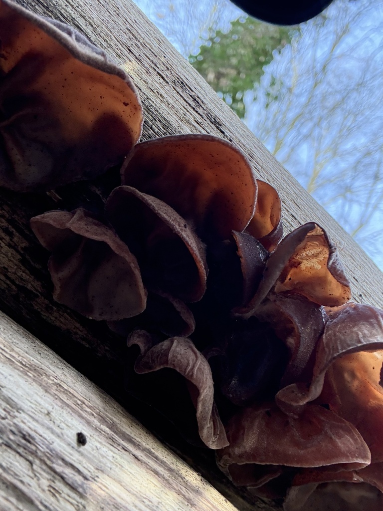 Cluster of translucent brown, ear-shaped wood ear fungi (Auricularia auricula-judae) growing from a dead branch