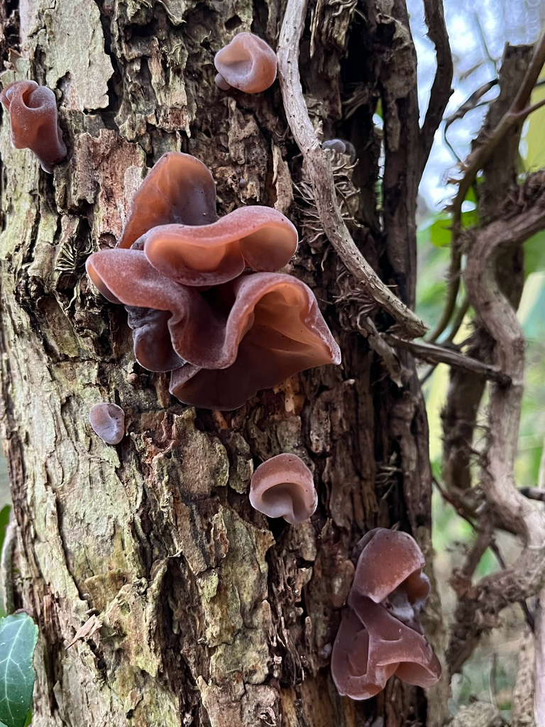 Several reddish-brown wood ear fungi fruiting from the bark of a tree trunk