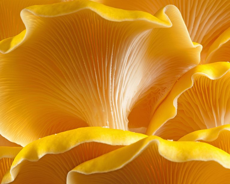 Yellow oyster mushrooms (Pleurotus citrinopileatus)