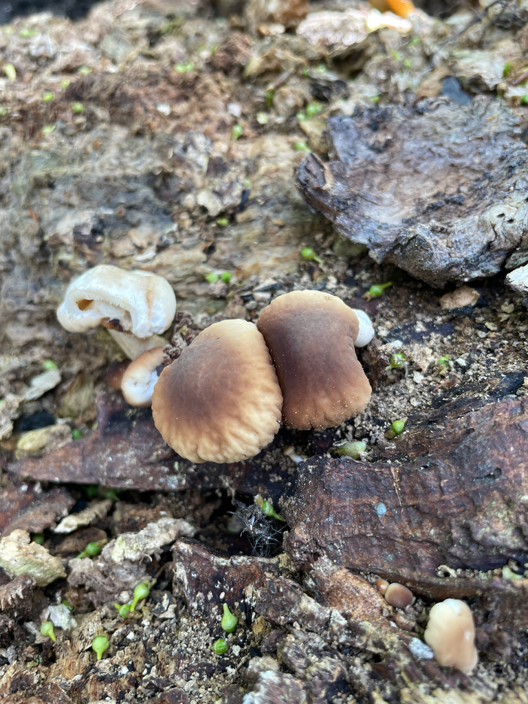 Young pioppino mushrooms with rounded chestnut-brown caps beside older pale caps on decaying wood