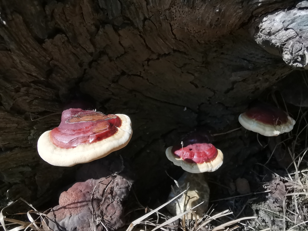 Several young reishi fruit bodies with red centres and pale white growing edges emerging from a decaying stump