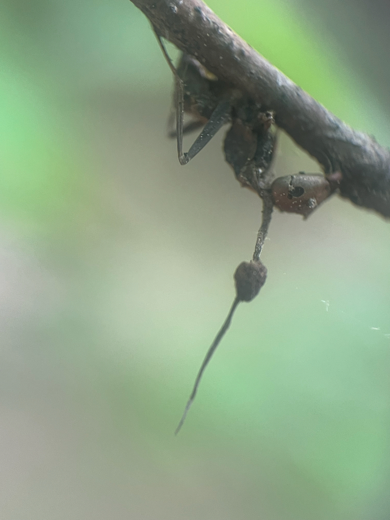 A dead ant clamped to the underside of a twig with a thin fungal stalk growing down from its head